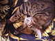 叶美香、エルメスのスカーフが愛猫の寝床に　姉・恭子からのファビュラスな“提案”に我を失う「絶対にヤメて…」