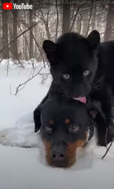 クロヒョウとワンコの種族を超えた友情 雪の中でじゃれ合う姿がいとおしい 1 2 ページ ねとらぼ クロヒョウとワンコの種族を超えた友情 雪の中でじゃれ合う姿がいとおしい 1 2 ページ ねとらぼ