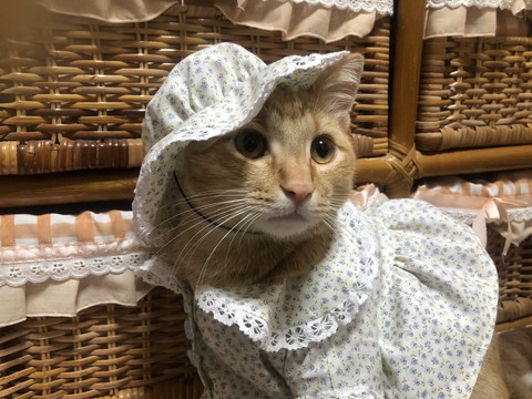 おばあちゃんが作った洋服を着る元捨て猫 かわいがられていることがよく分かる1枚に 良い話 可愛い の声 ねとらぼ