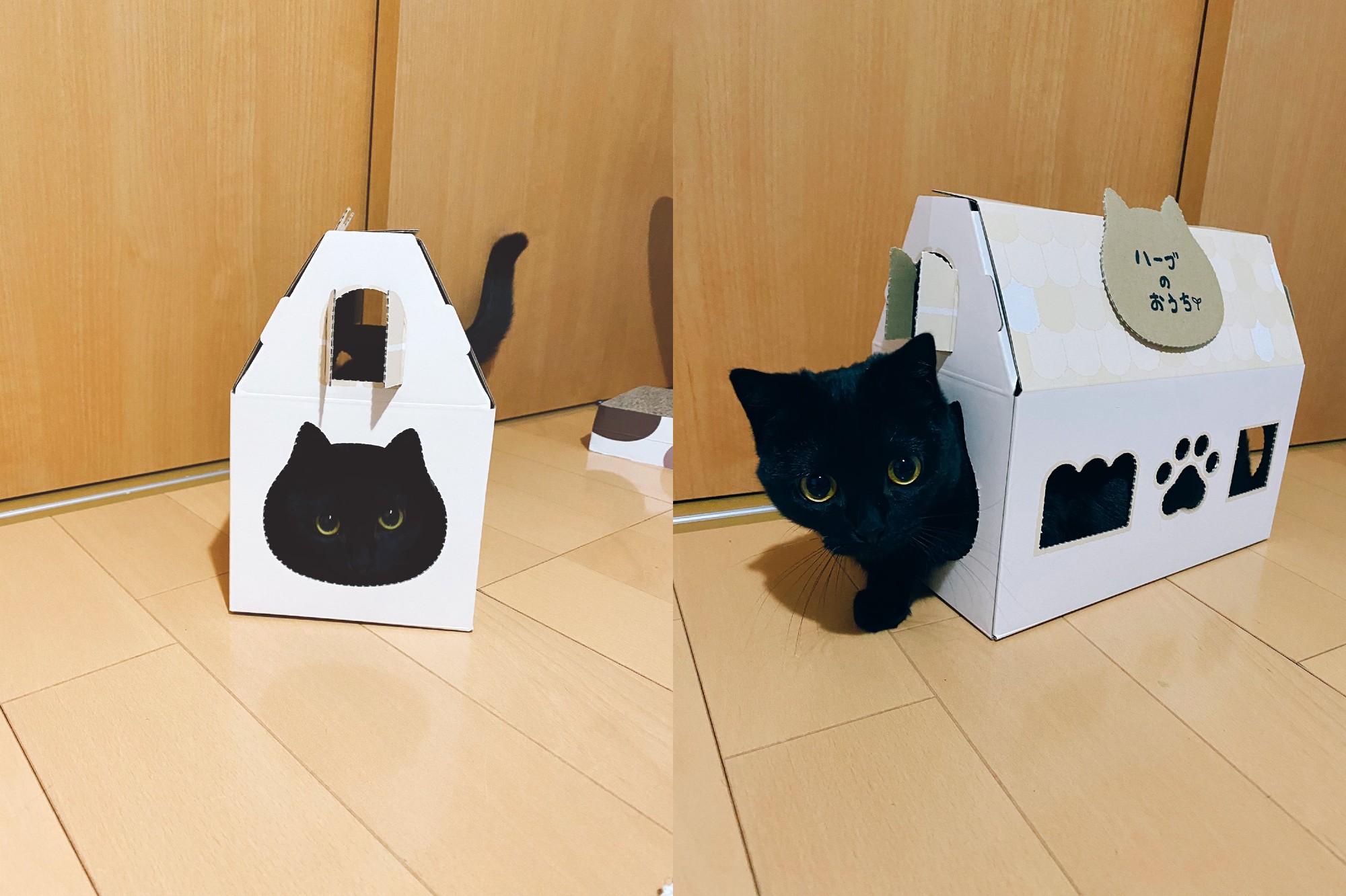 黒猫ちゃんのまん丸おめめが箱からひょこっ 箱と一体化した猫ちゃんのかわいさにもん絶