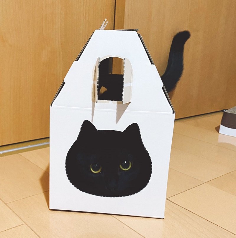 黒猫ちゃんのまん丸おめめが箱からひょこっ 箱と一体化した猫ちゃんのかわいさにもん絶 ねとらぼ