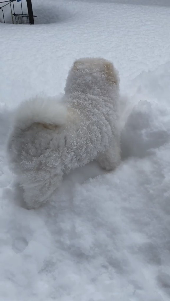 雪に大興奮 ポメラニアンが積もった雪に突っ込んで埋もれる姿が楽しそう 1 2 ページ ねとらぼ