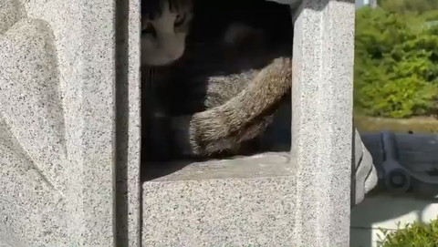 猫神様につんつん