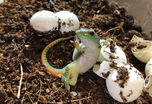 ヤモリ で 俺が生まれたってわけ 生まれた瞬間 ドヤ顔でポーズを決めるヤモリがかわいい ねとらぼ