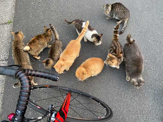 猛獣 軍団 囲まれ 命からがら逃げてきた 野良猫 集合 たくさん