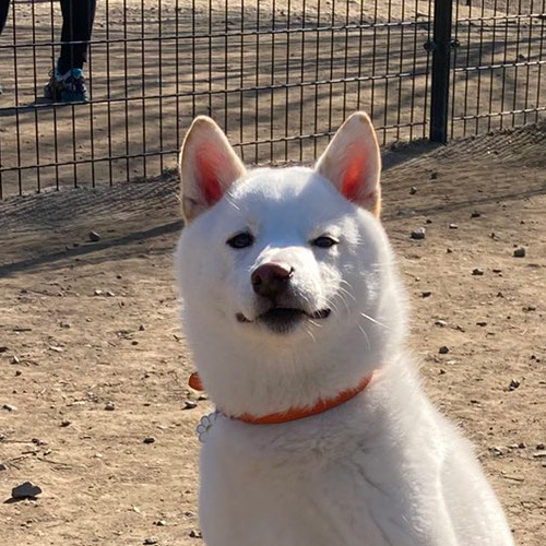 柴犬 走ると思ったでしょ ニヤリ ドッグランでドヤ顔でくつろぐワンコがかわいい ねとらぼ