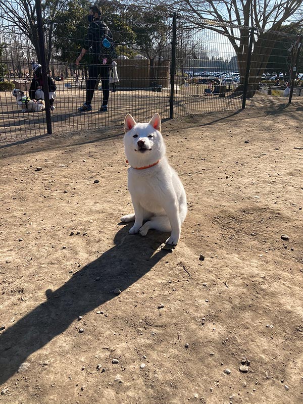 柴犬 走ると思ったでしょ ニヤリ ドッグランでドヤ顔でくつろぐワンコがかわいい ねとらぼ