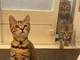 猫「飼い主、大丈夫か……？」　毎日の“お風呂の見守り”を欠かさない3匹の猫ちゃんたちがかわいい