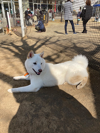 柴犬 走ると思ったでしょ ニヤリ ドッグランでドヤ顔でくつろぐワンコがかわいい ねとらぼ