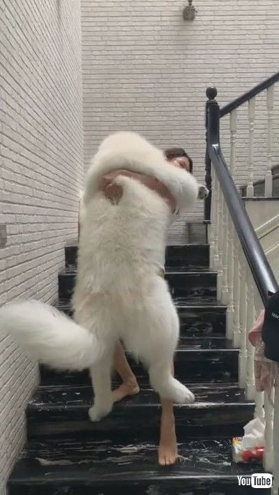 uBig Dog Scared of Stairs || ViralHogv