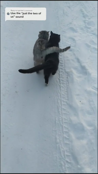 猫ちゃん2匹が雪の中をお散歩 寄り添って歩くラブラブな姿に心がポカポカする 1 2 ページ ねとらぼ