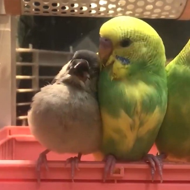 甘えん坊の文鳥がインコにスリスリ 気付いたインコは イチャイチャする鳥たちがかわいい ねとらぼ