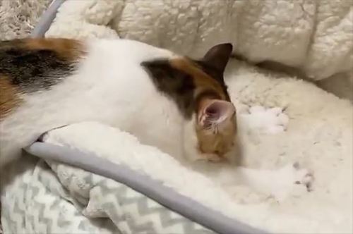一心不乱なネコ職人 ネコ用ベッドを真剣にふみふみする姿がかっこいい ねとらぼ