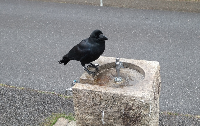 お水を飲みたいカラスさんがとった行動とは 人間に ある方法 でお願いするカラスが賢くてかわいい ねとらぼ