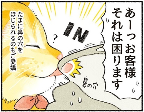 あーっ お猫さまそれは困ります 飼い主を熱烈になめて起こす ペロリスト な猫たちの漫画がかわいい 1 2 ページ ねとらぼ