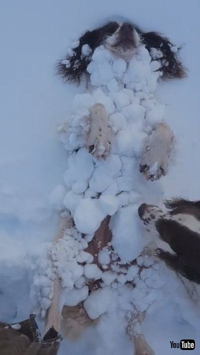 Springer Spaniel Becomes One with the Snow || ViralHog