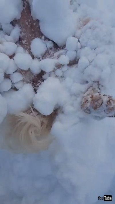 Springer Spaniel Becomes One with the Snow || ViralHog