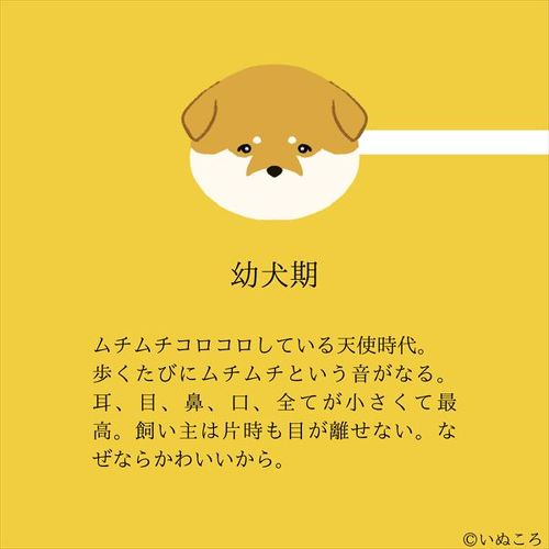 結論 どのときも犬は最高にかわいい 子犬時代から老犬まで ワンコのかわいさを描いたイラストに共感続々 ねとらぼ