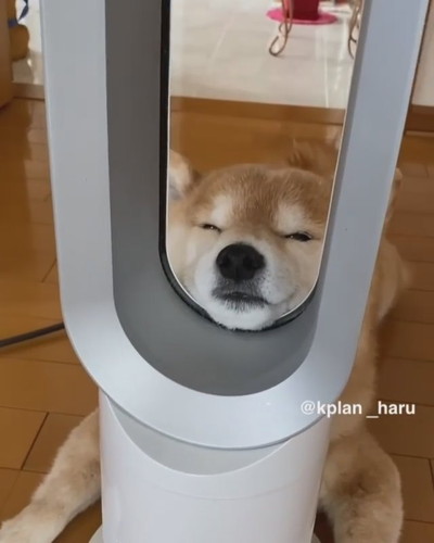 柴犬 このフィット感がたまらんワン Zzz ダイソンを満喫するワンコが笑っちゃうかわいさ ねとらぼ