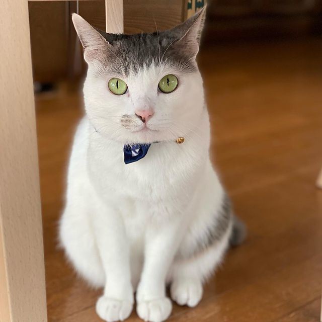 お庭で保護した子猫が パッツン前髪 な猫ちゃんに成長 おしゃれな頭の模様がかわいい ねとらぼ