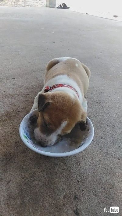 uPuppy Eating Falls Asleep with Head in Bowl || ViralHogv