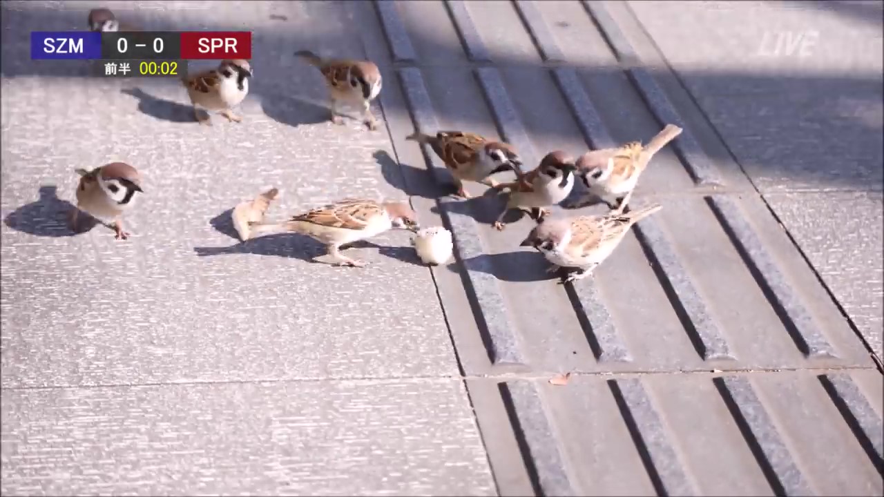 スズメvs スズメの負けられない戦い スズメのサッカー実況動画に 天才 何回も見ちゃう の声 ねとらぼ
