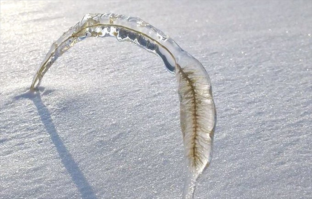 自然の芸術 神秘的 北海道で発見された 氷の標本になった猫じゃらし の写真が心洗われる美しさ 1 2 ページ ねとらぼ