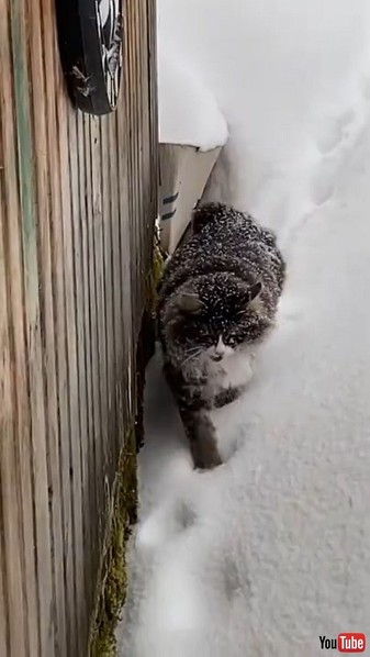 Walk Through Thick Snow