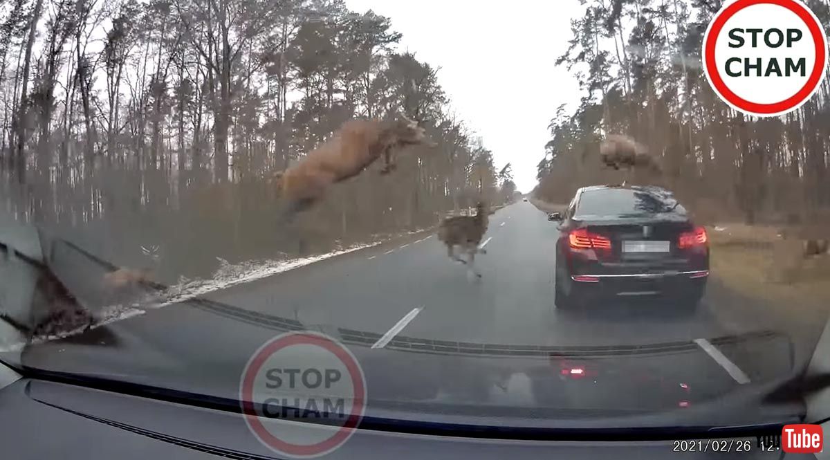 見ていることシカできない 走行中のクルマが鹿の大群に襲われる 衝撃的なドラレコ映像がこわすぎる - ねとらぼ