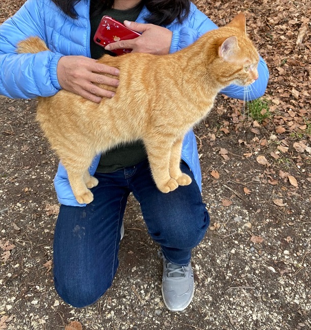 野良猫 あそんでにゃー ダッシュでひざに乗ってくる猫ちゃんが スイスの森で目撃される ねとらぼ