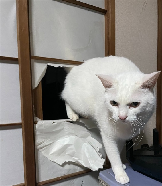 猫専用の入口を用意したのに 障子を突き破って入ってくる猫ちゃんのドヤ顔に笑ってしまう ねとらぼ