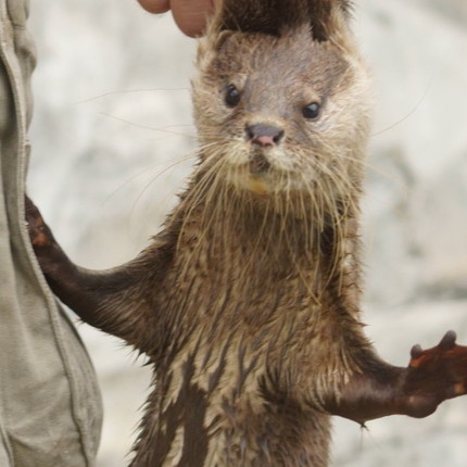 カワウソ うひょおおー もぐもぐ えへへ カワウソさんの変顔4連発が脳内アフレコしちゃうかわいさ ねとらぼ