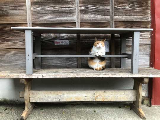 猫 バー 前足 バーテンダー 須藤牧場