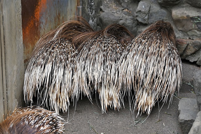 ヤマアラシ めっちゃ密集してるやん ぬくもりを伝え合うヤマアラシが エヴァの名ゼリフ を覆す ねとらぼ