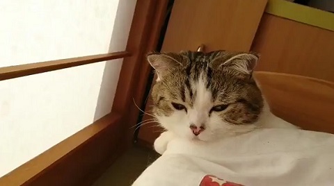 猫「オフトゥンから出たくないにゃ……」 布団の中でまどろむ猫ちゃんが