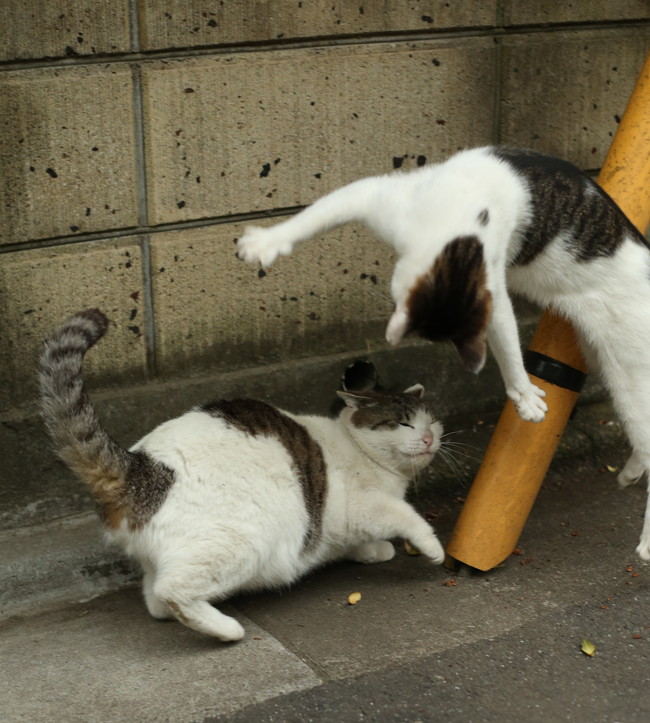 ニャんでこーなるの 面白かわいい猫ちゃんに会える写真展 必死すぎるネコ展 が山口県で開催中 1 2 ページ ねとらぼ