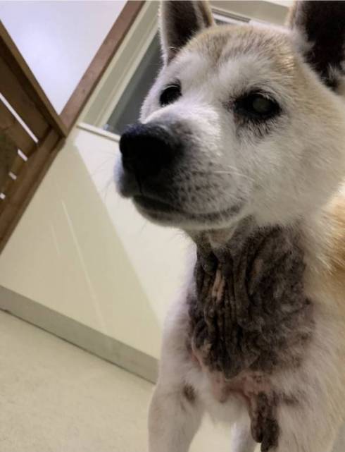 犬と猫のおじいさんが寄り添い とっても眠たい2匹のウトウトする姿が穏やかで癒やされる ねとらぼ