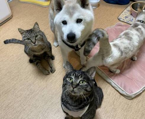 犬と猫のおじいさんが寄り添い とっても眠たい2匹のウトウトする姿が穏やかで癒やされる ねとらぼ