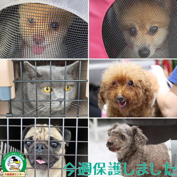 飼育放棄の約7割が 飼い主の高齢化 保護犬 猫を悪用したビジネスも ペットブームに潜む犬猫たちの現実 1 3 ページ ねとらぼ