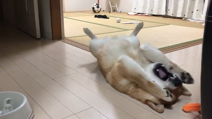 犬 やっちまったあああ ごはんを早食いしてしまった後悔にもだえる柴犬の激しさがジワジワ面白い ねとらぼ