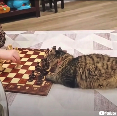 チェスの相手をする猫ちゃん