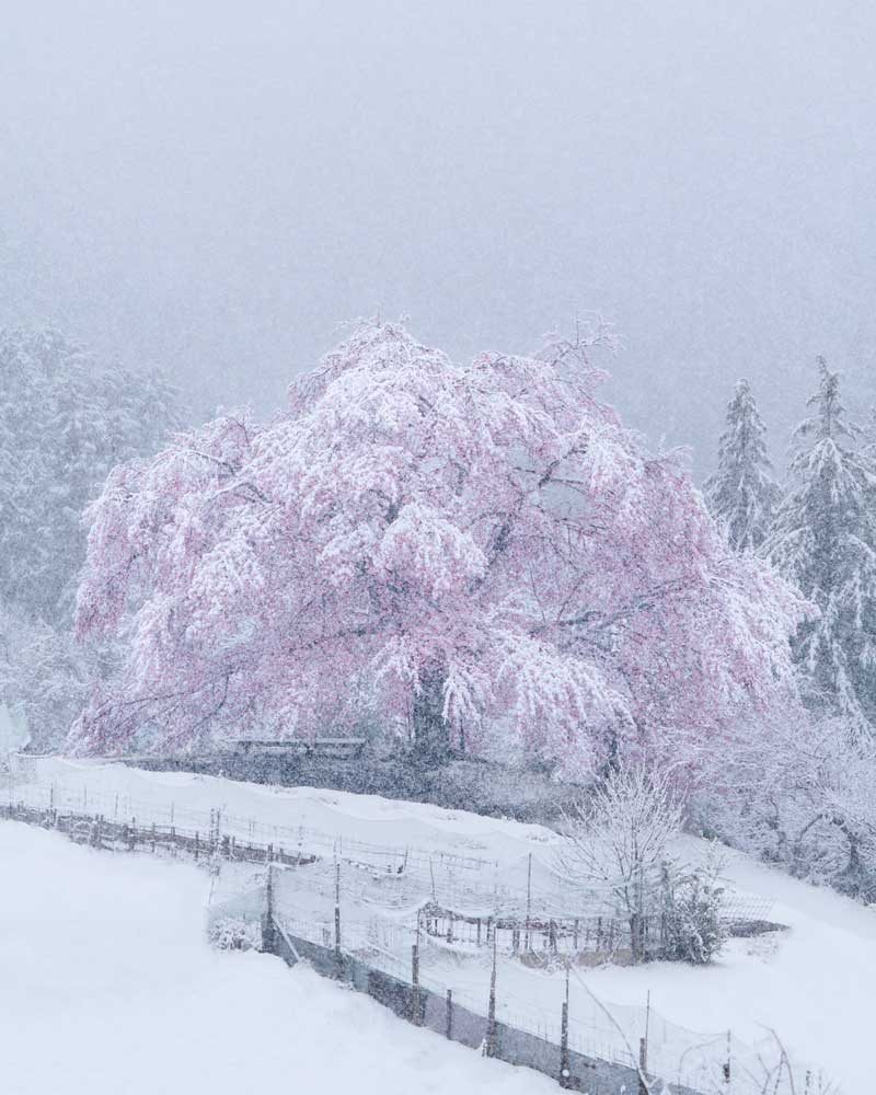 桜の 雪化粧 が幻想的で美しい 滅多に見れない自然の奇跡 に感動の声続々 1 2 ページ ねとらぼ