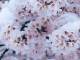 桜の“雪化粧”が幻想的で美しい　「滅多に見れない自然の奇跡」に感動の声続々