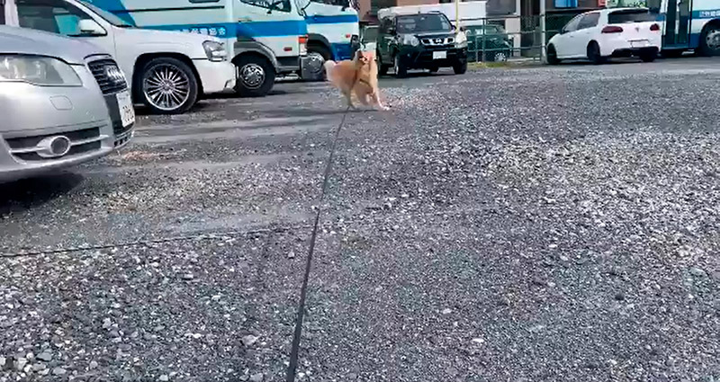 犬 いくよー 飼い主 うおおおおっ ドカッ モフデカわんこの全力アタックに叫ぶ飼い主が面白い ねとらぼ