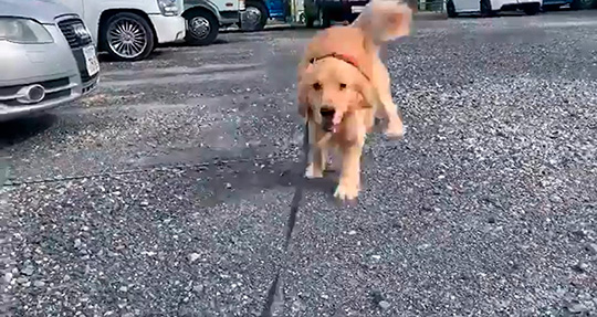 犬 いくよー 飼い主 うおおおおっ ドカッ モフデカわんこの全力アタックに叫ぶ飼い主が面白い ねとらぼ