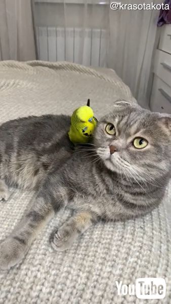 猫の頭の上に乗ってお尻フリフリ 仲良しな猫とインコの日常にほっこり癒やされる 1 2 ページ ねとらぼ