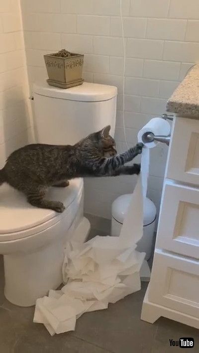 uTroublesome Kitty Uses the Whole Roll || ViralHogv