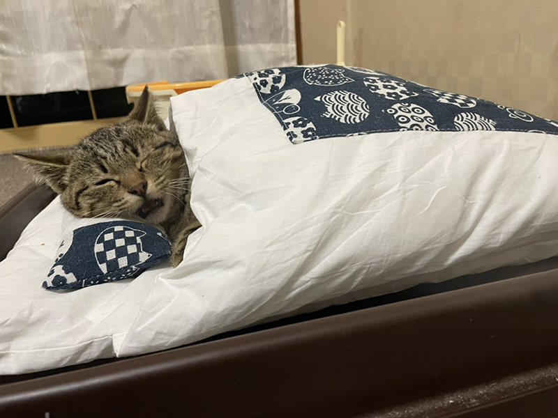 “保護した子猫がお布団で寝るようになりました” 安心しきった猫ちゃんの表情がかわいくて癒やされる - ねとらぼ