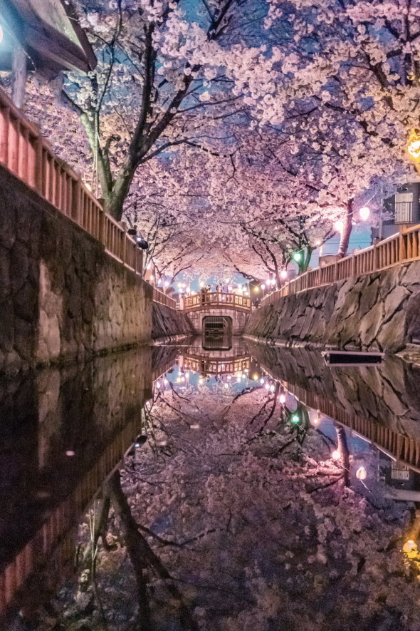 香川県 夜桜 写真 幻想的