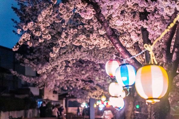 香川県 夜桜 写真 幻想的